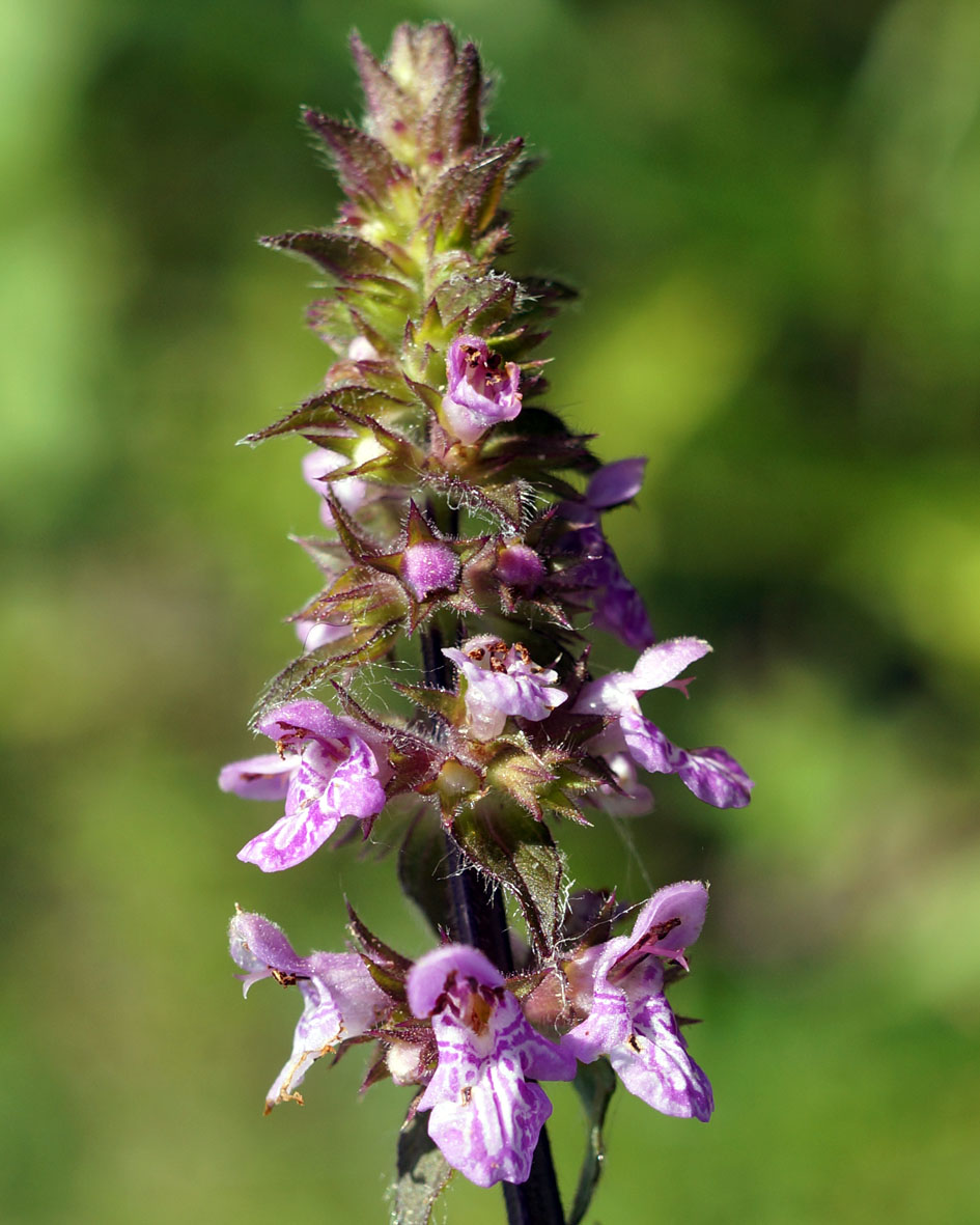 Изображение особи Stachys palustris.