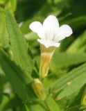 Gratiola officinalis