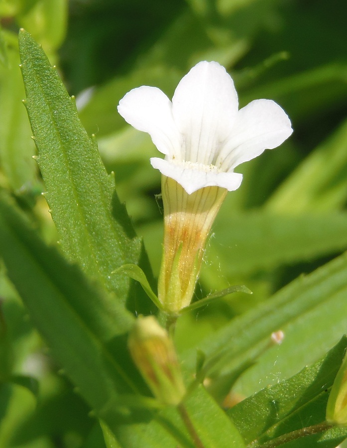 Изображение особи Gratiola officinalis.