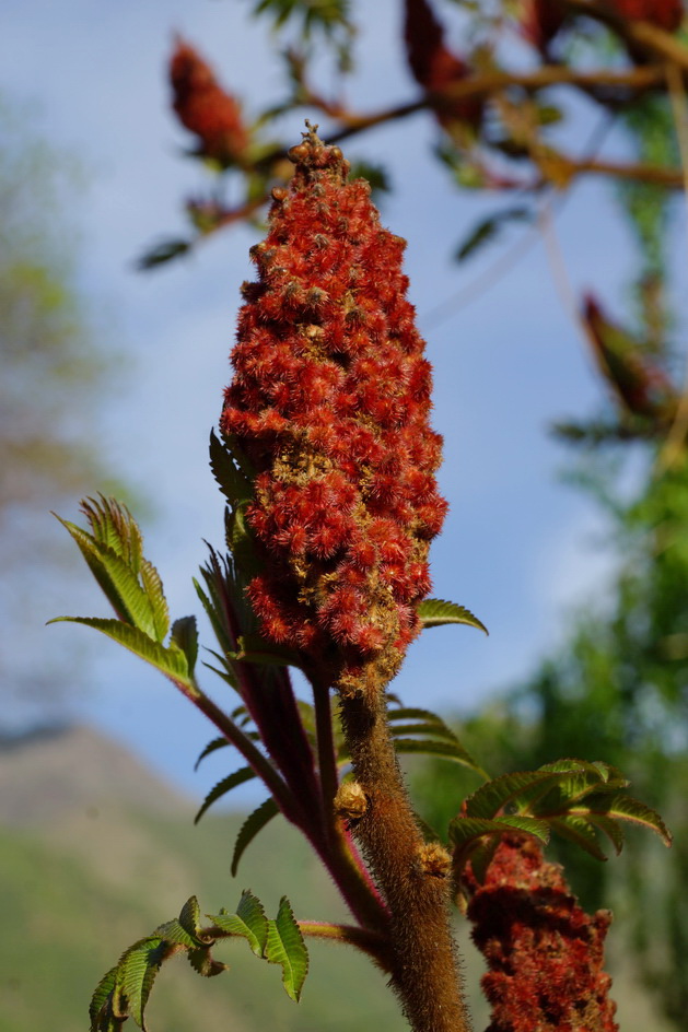 Image of Rhus typhina specimen.