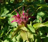 Monarda didyma