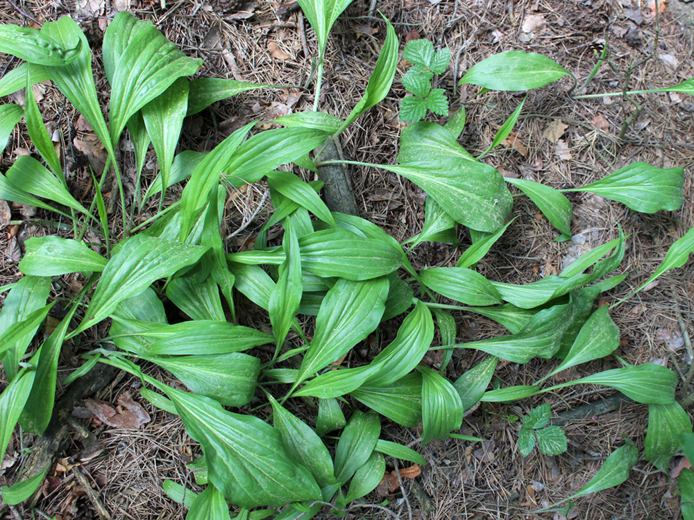 Изображение особи Scorzonera humilis.