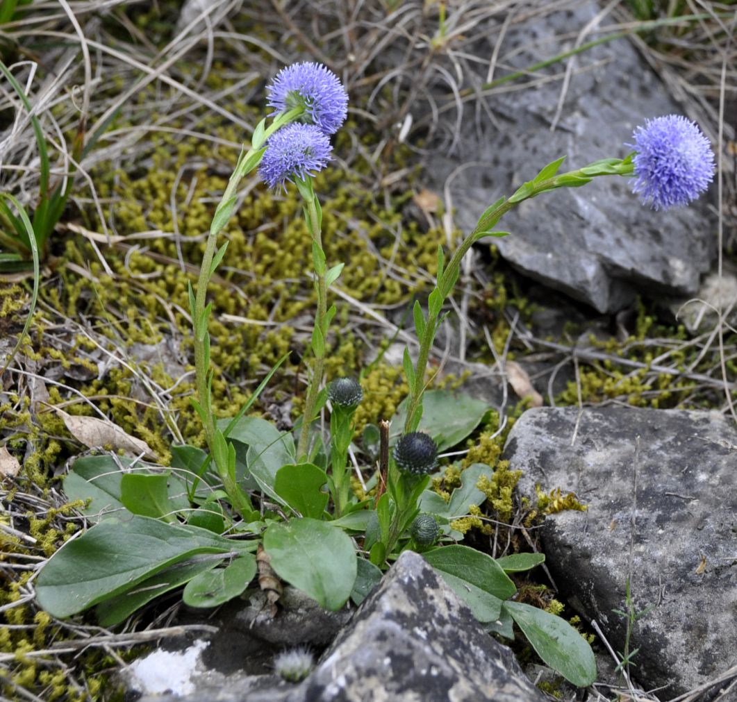 Image of Globularia bisnagarica specimen.