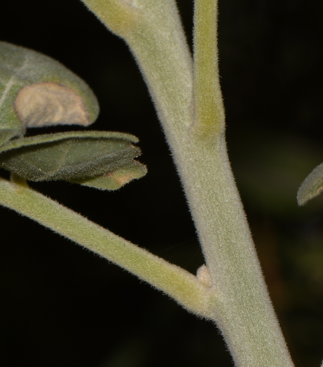 Изображение особи Sophora tomentosa.