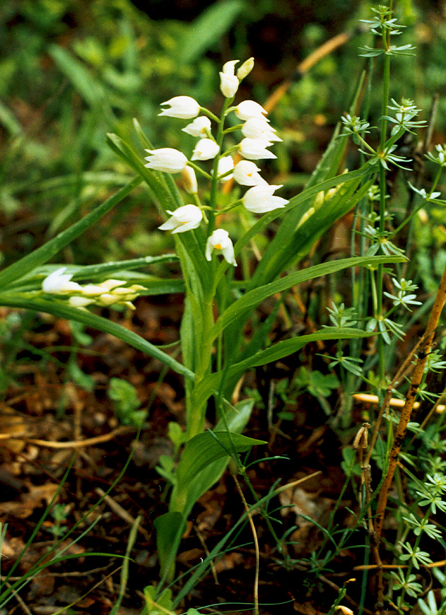 Изображение особи Cephalanthera longifolia.