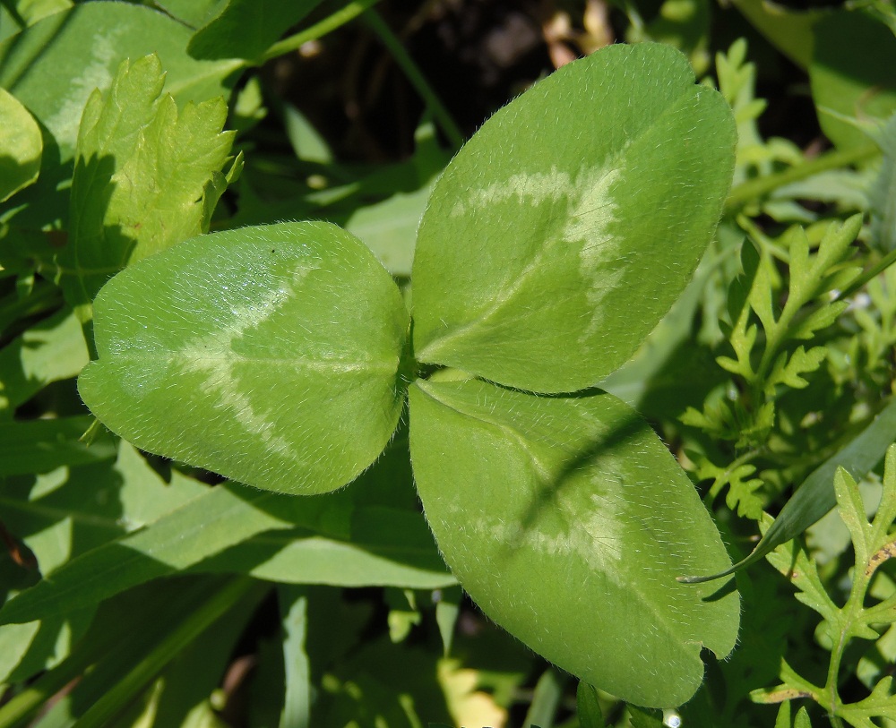 Изображение особи Trifolium pratense.