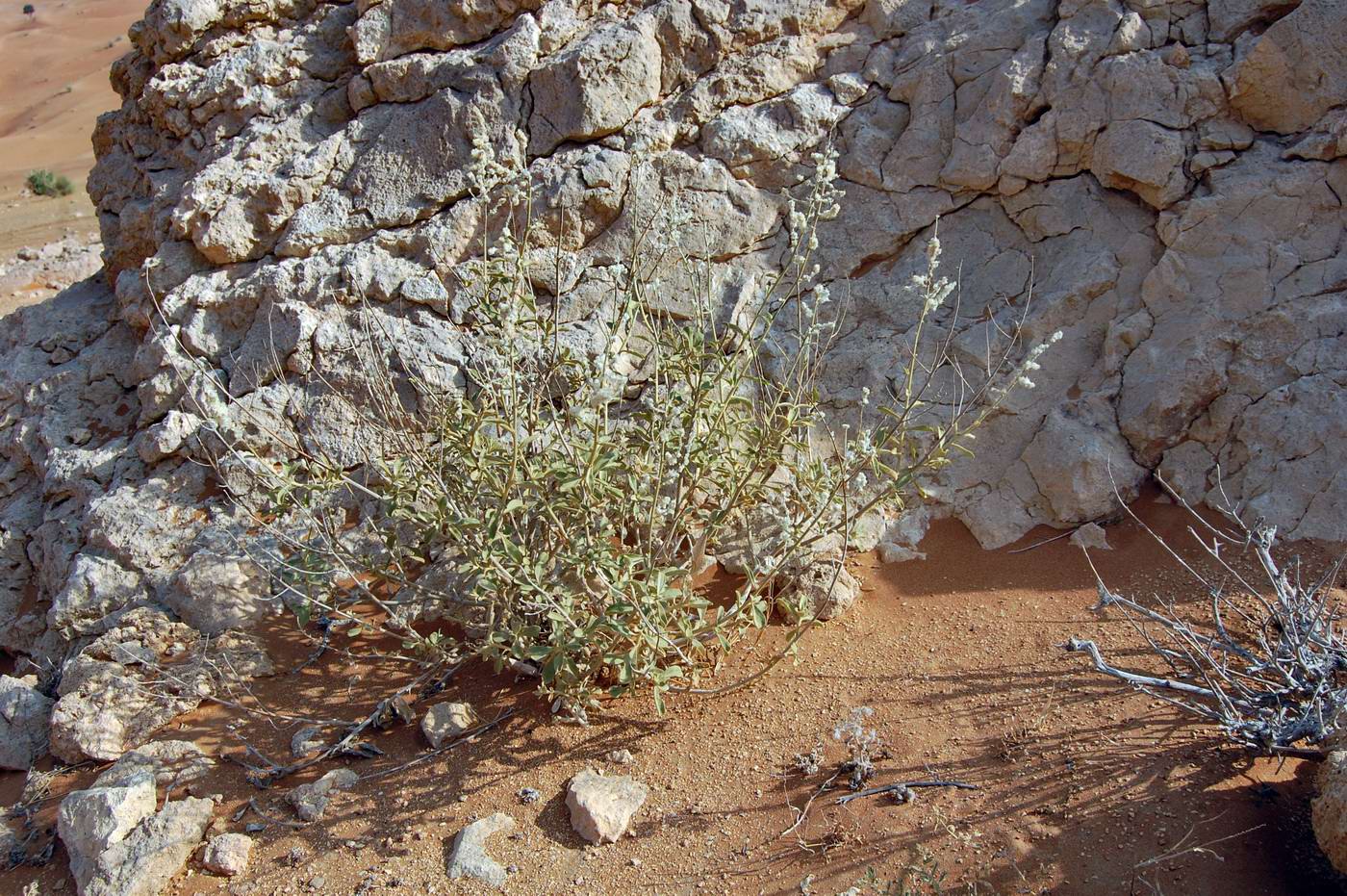 Image of Aerva javanica specimen.