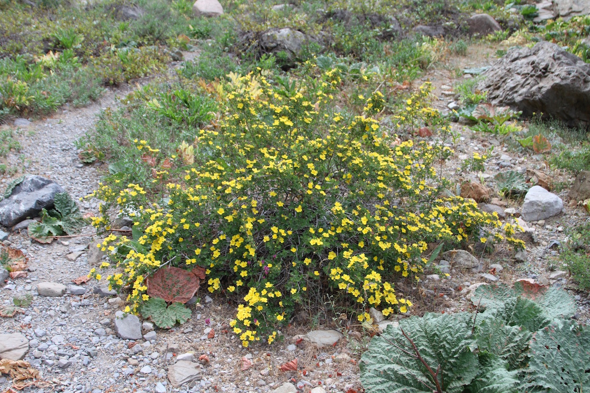 Image of Rosa ecae specimen.