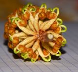 Grevillea hodgei