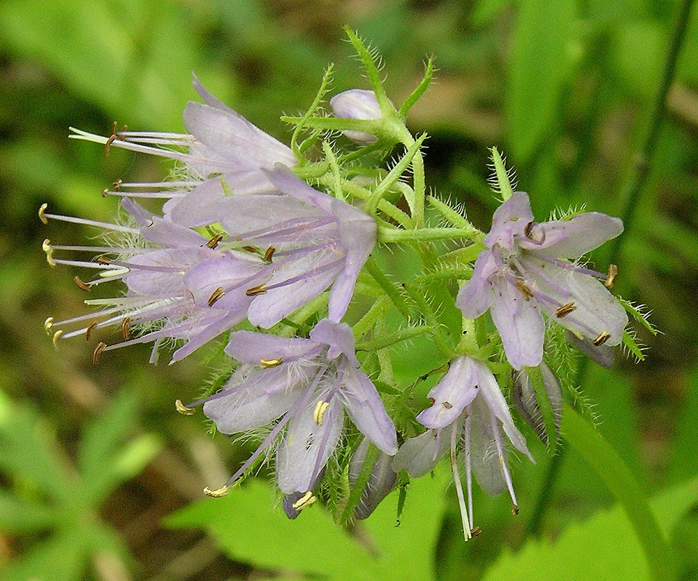 Изображение особи Hydrophyllum virginianum.