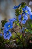 Veronica umbrosa