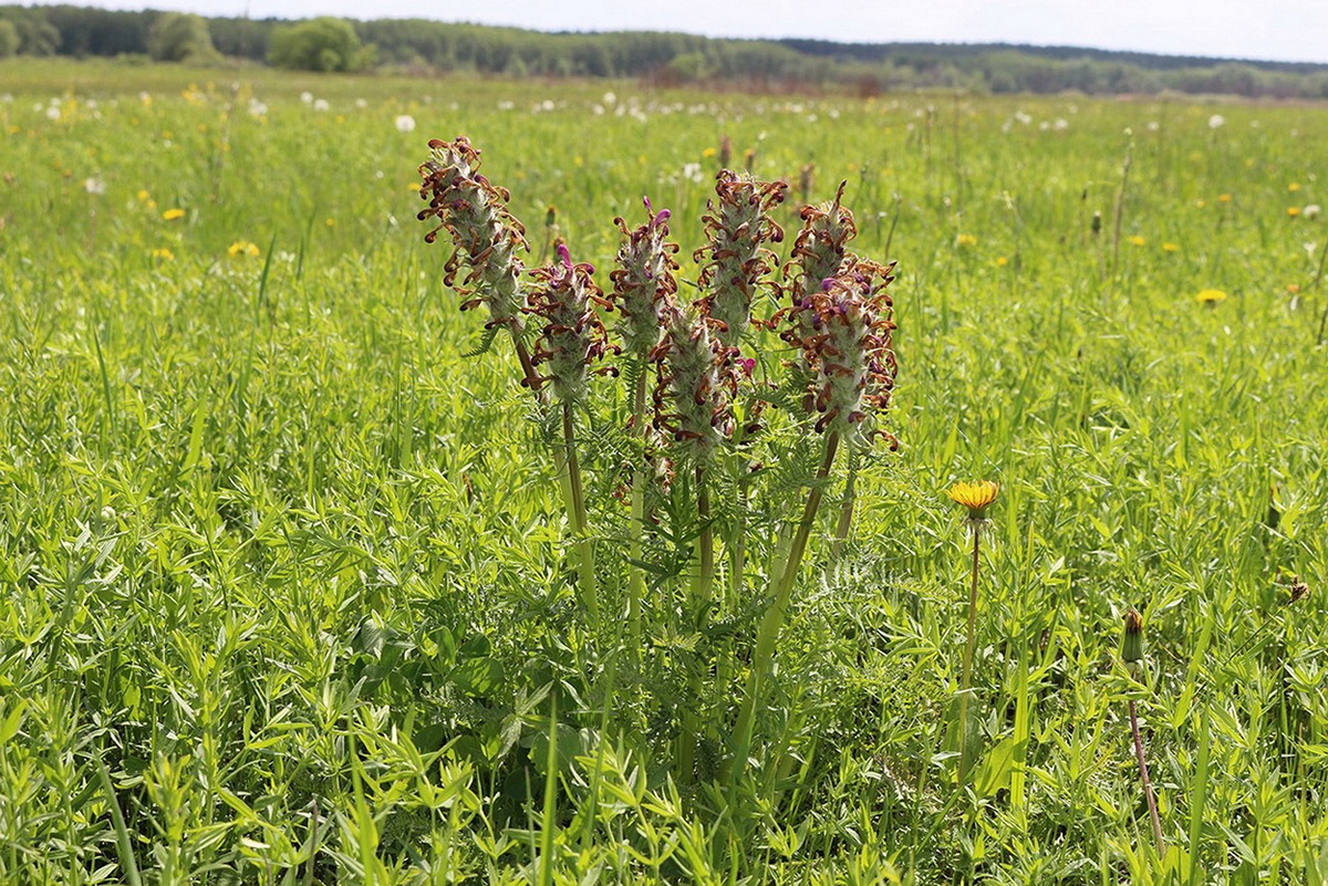 Image of Pedicularis dasystachys specimen.