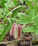 Fritillaria grandiflora