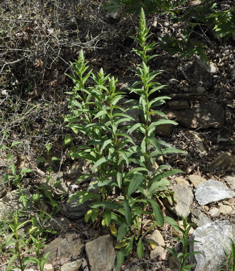 Изображение особи Digitalis lanata.