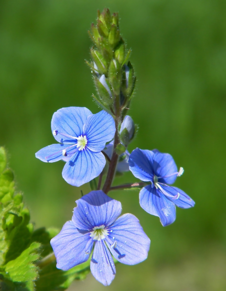 Image of Veronica chamaedrys specimen.