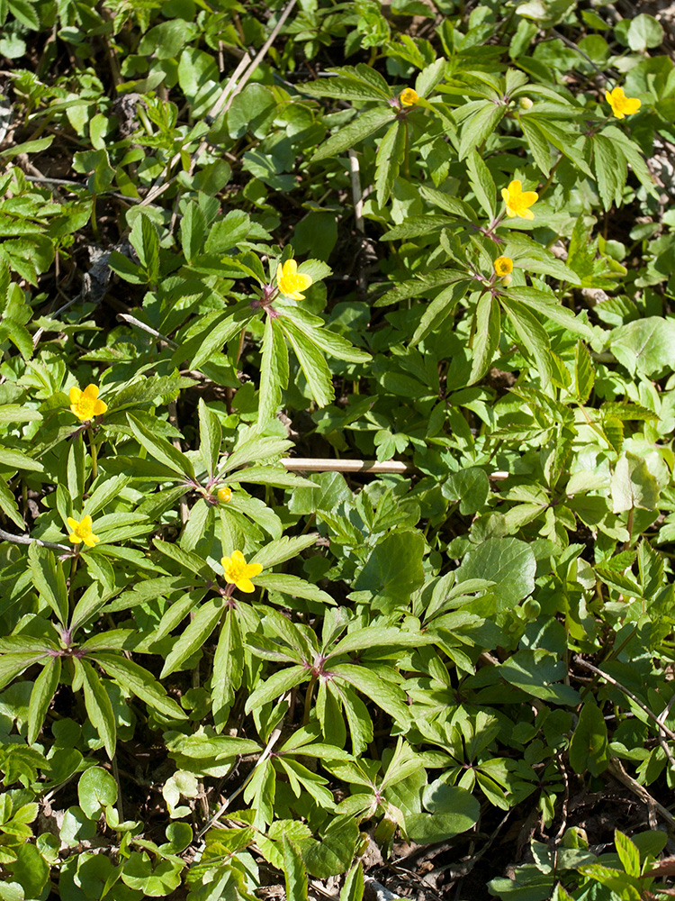 Image of Anemone ranunculoides specimen.