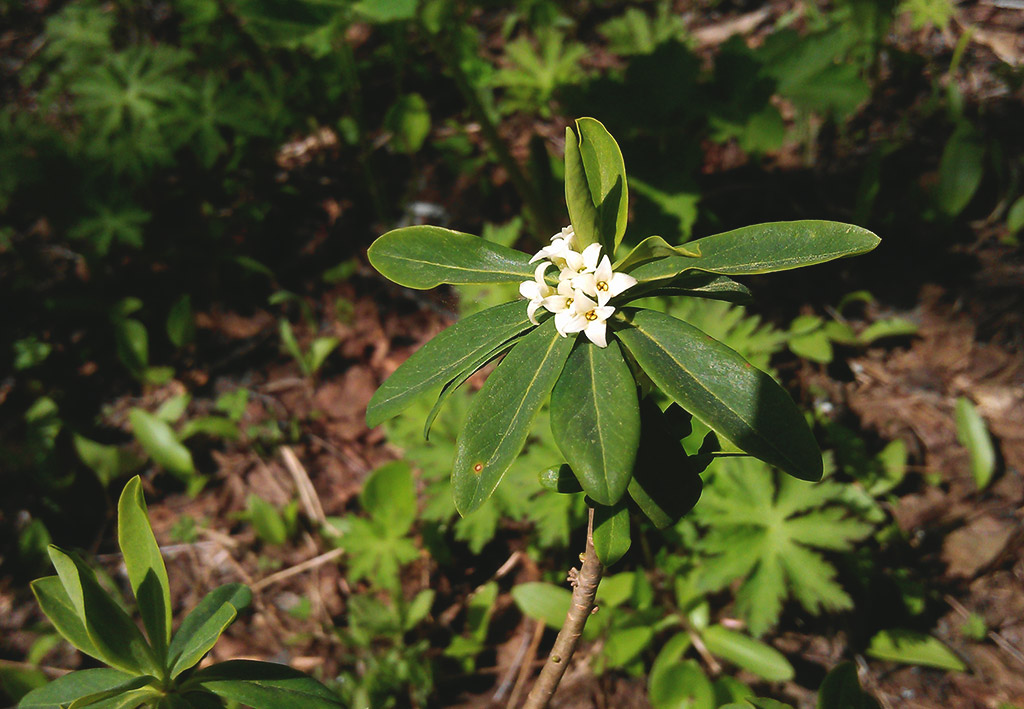 Image of Daphne kamtschatica specimen.