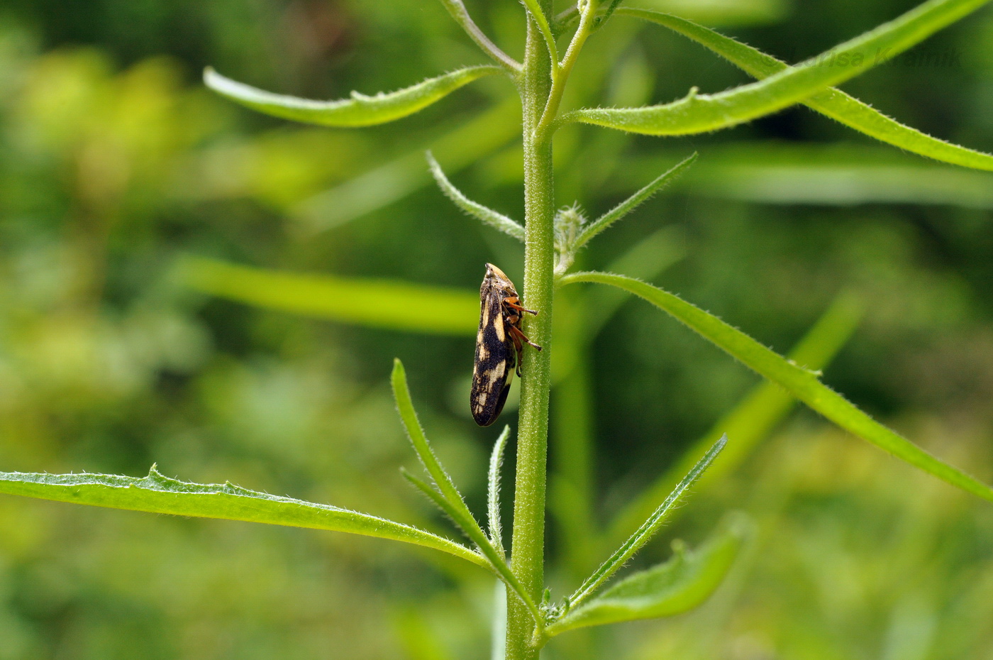 Image of Dontostemon dentatus specimen.