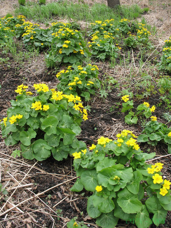 Image of Caltha silvestris specimen.