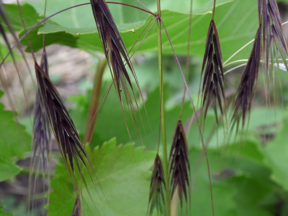 Изображение особи Anisantha sterilis.