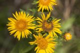 Inula aspera