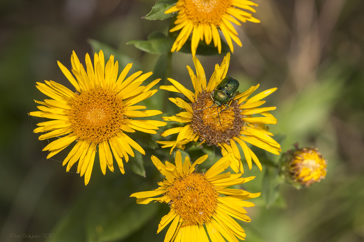 Изображение особи Inula aspera.