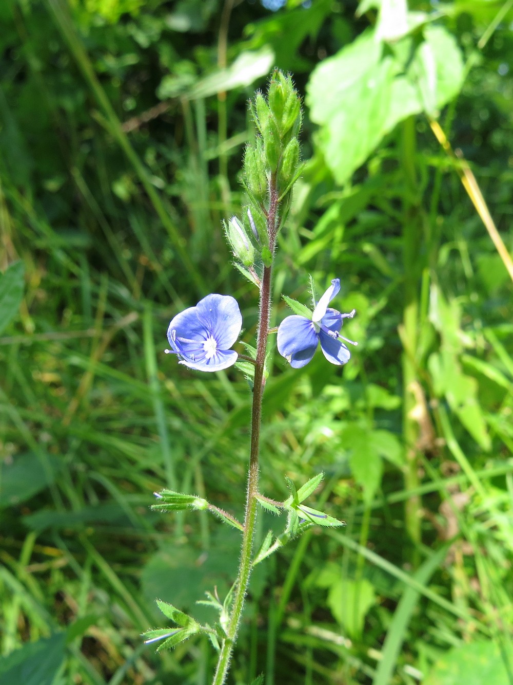 Image of Veronica chamaedrys specimen.