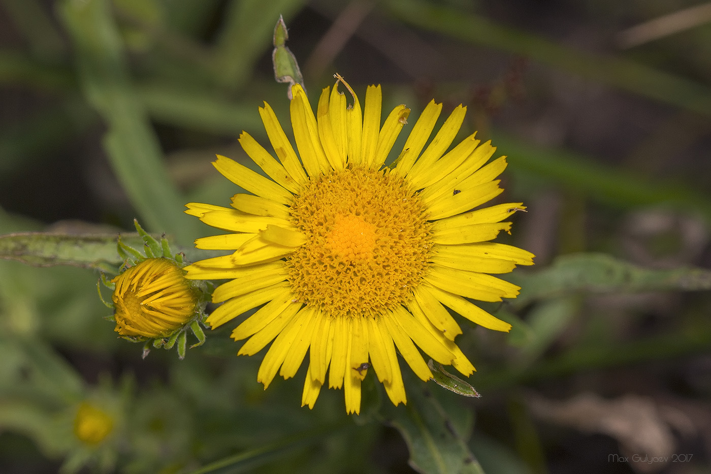 Image of Inula britannica specimen.