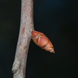 Image of taxon representative. Author is Татьяна Мальчинская