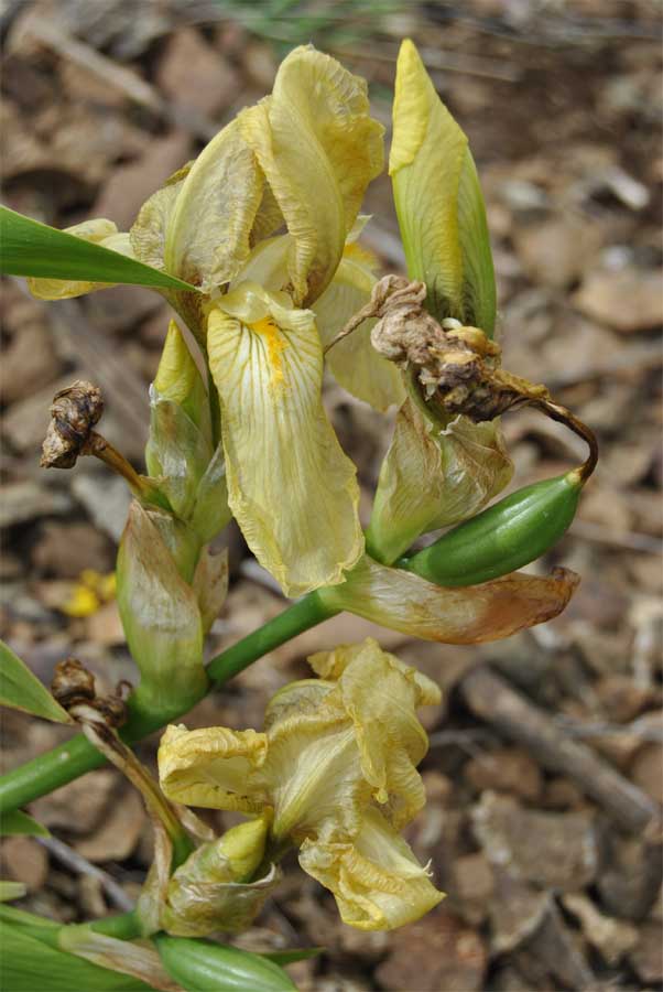 Image of Iris imbricata specimen.