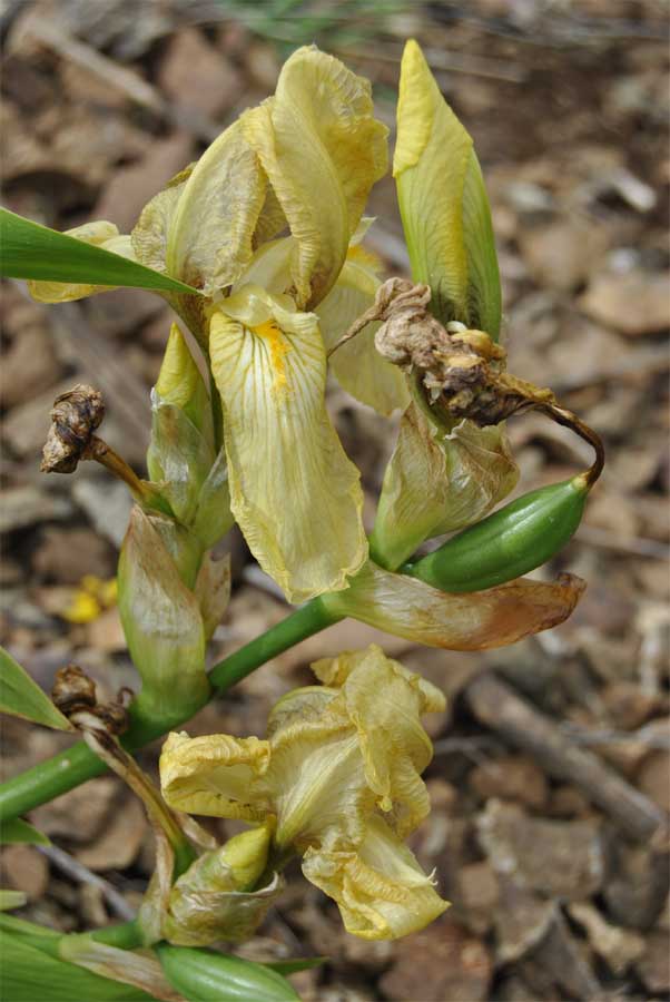 Изображение особи Iris imbricata.