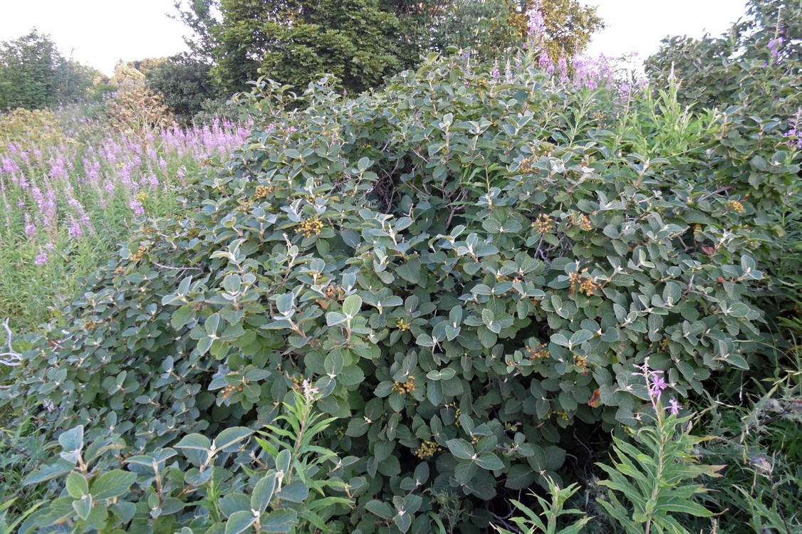 Image of Viburnum lantana specimen.