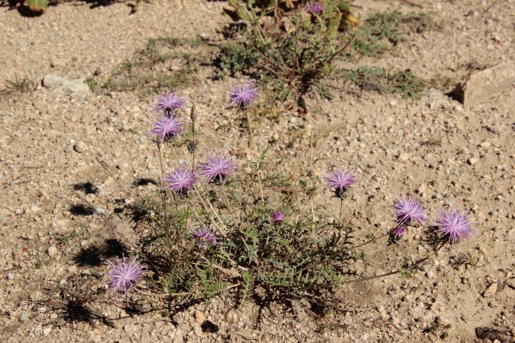 Image of Cousinia bonvalotii specimen.