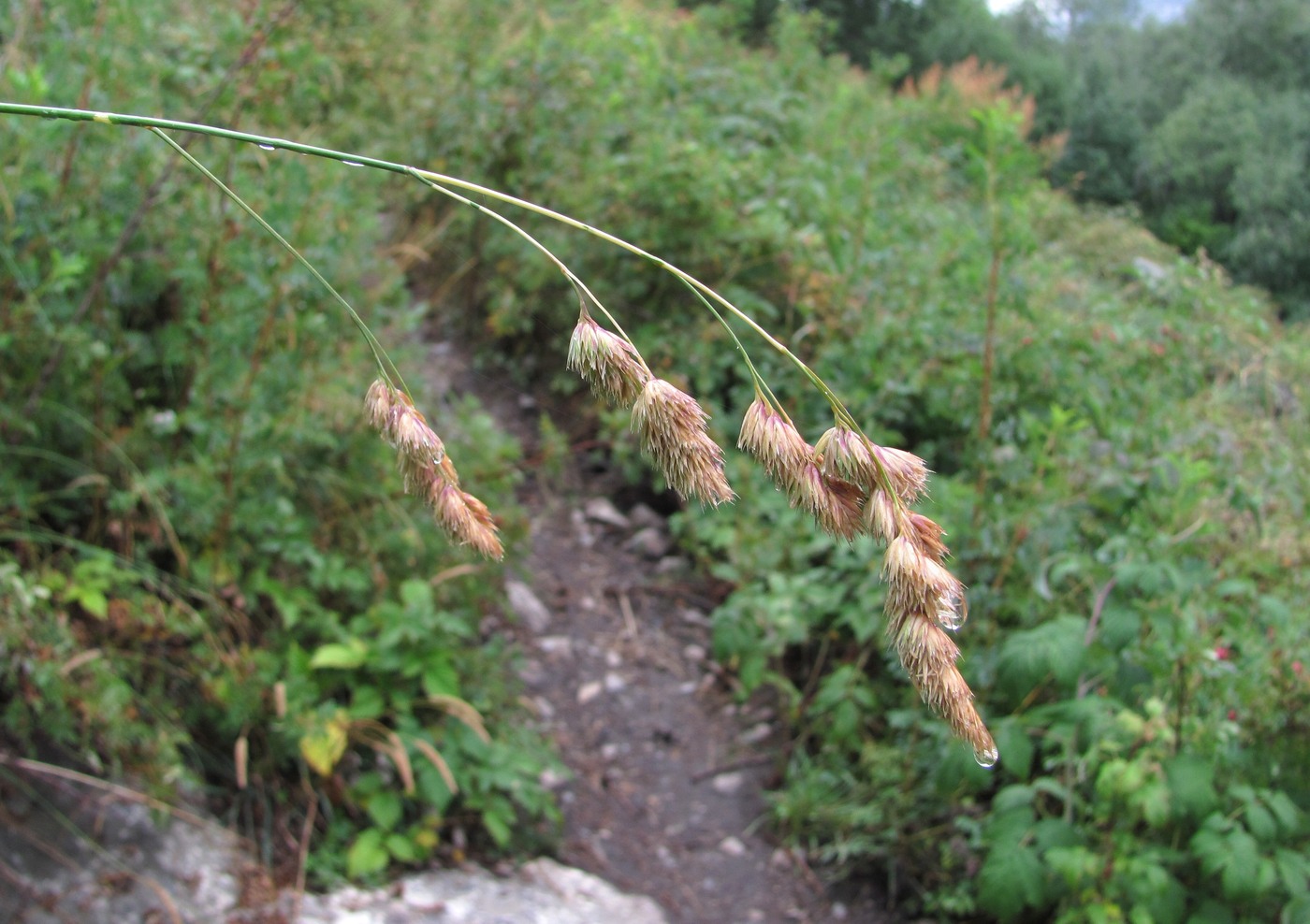 Изображение особи Dactylis glomerata.