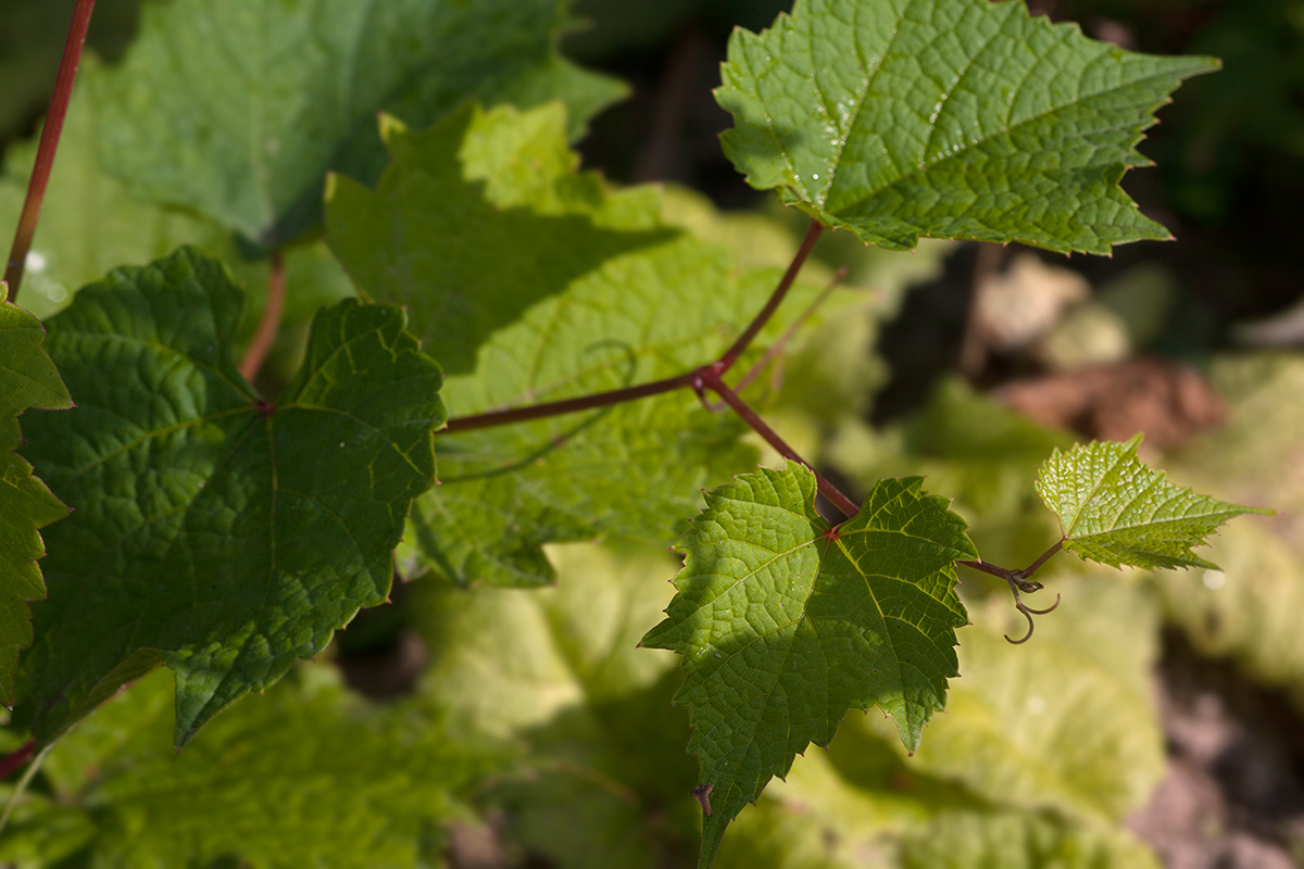 Изображение особи Vitis amurensis.