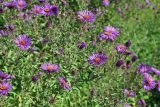 Symphyotrichum novae-angliae. Верхушки цветущих растений. Узбекистан, г. Ташкент, Ботанический сад им. Ф.Н. Русанова. 10.09.2017.