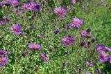 Symphyotrichum novae-angliae