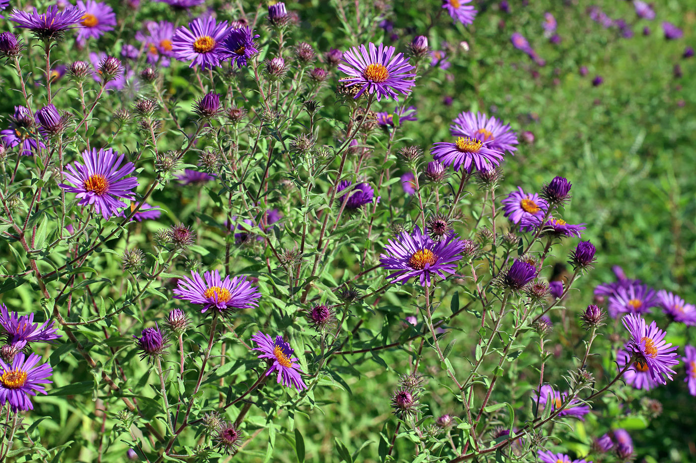 Изображение особи Symphyotrichum novae-angliae.