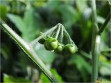 Solanum nigrum