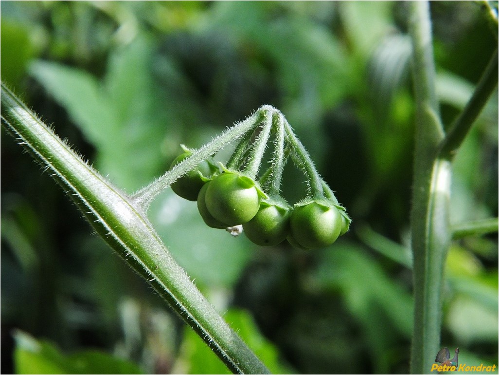 Изображение особи Solanum nigrum.