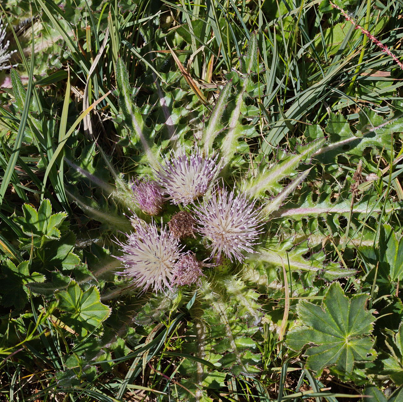 Изображение особи Cirsium esculentum.