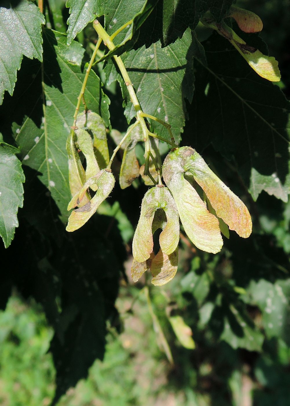 Image of genus Acer specimen.
