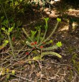 Calothamnus quadrifidus