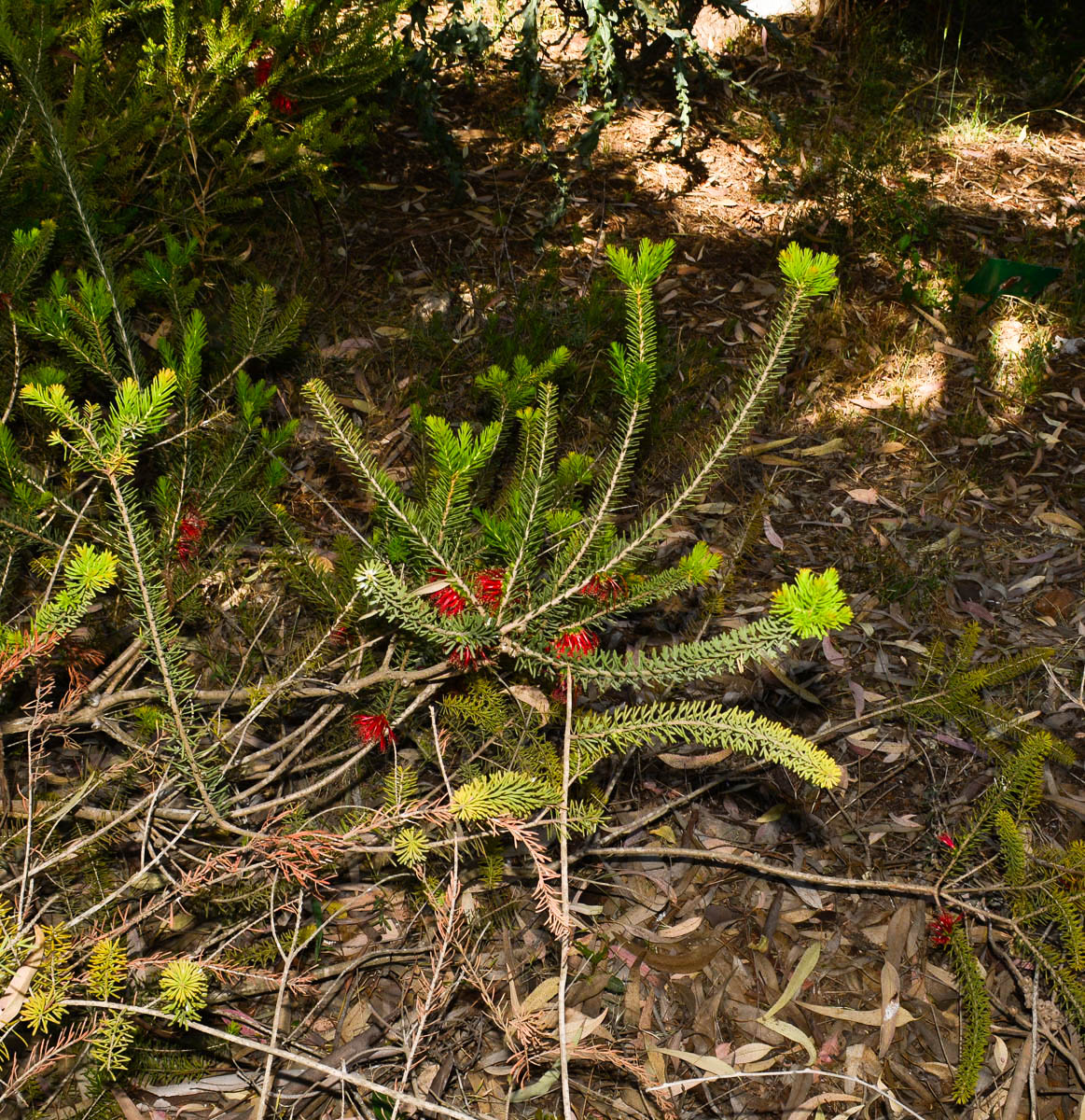 Изображение особи Calothamnus quadrifidus.