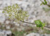 Valeriana alliariifolia. Верхушка побега с соцветием. Адыгея, окр. плато Лагонаки. 17.08.2008.