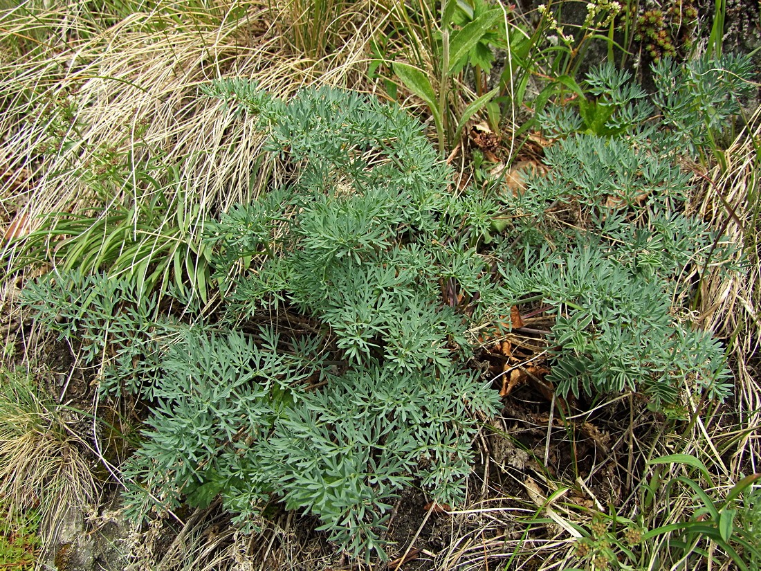 Изображение особи Phlojodicarpus villosus.