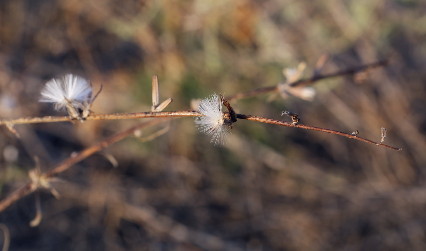 Изображение особи Chondrilla juncea.