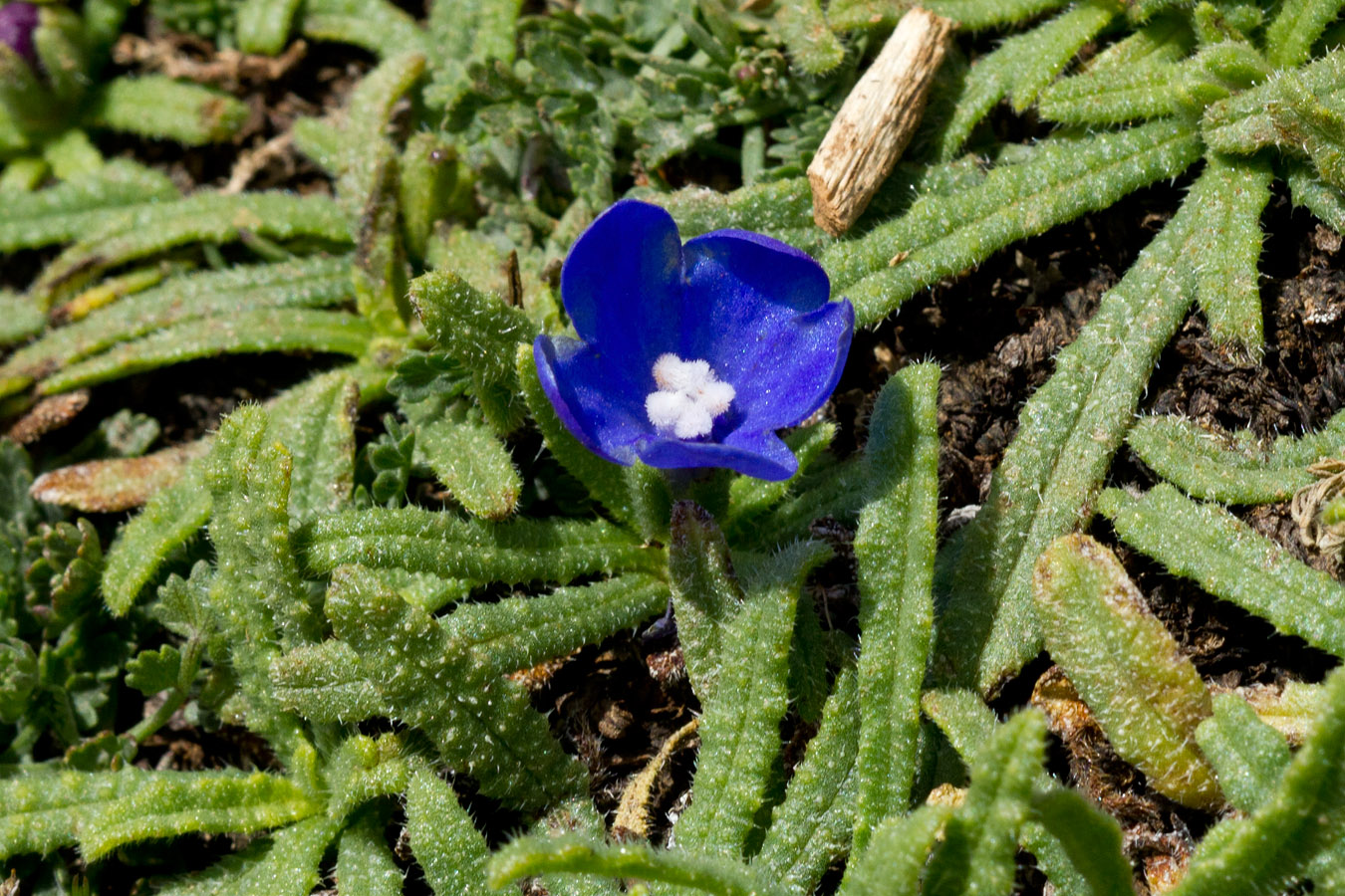 Изображение особи Anchusa cespitosa.