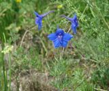 Delphinium grandiflorum