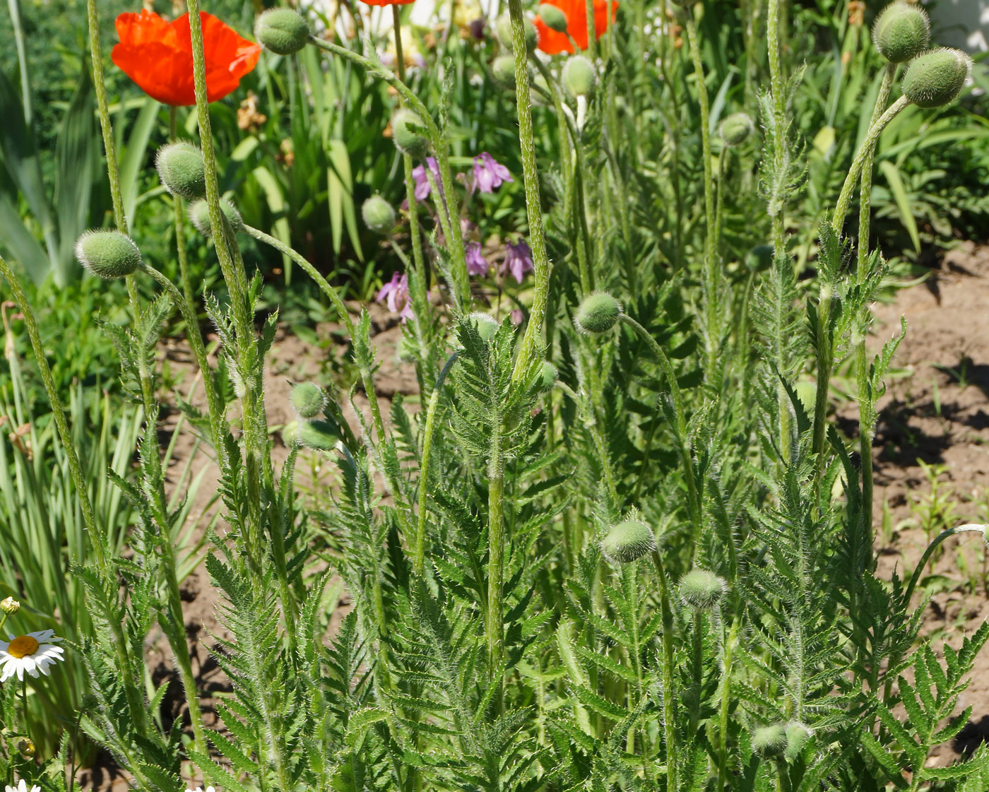 Image of Papaver orientale specimen.